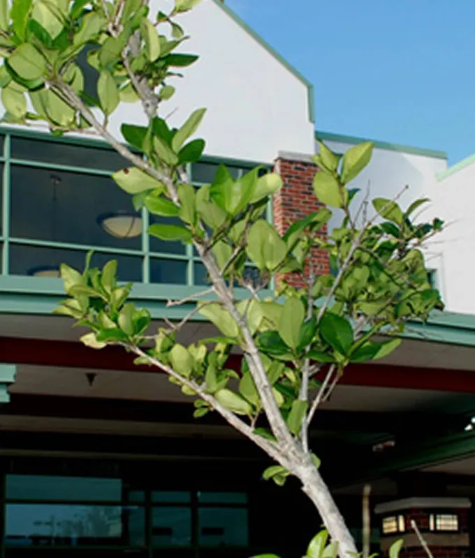 Carrollwood Cultural Center gallery 7